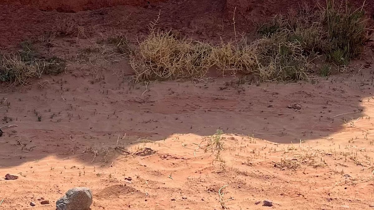 A cracked, reddish desert ground with sparse vegetation and a small rock, featuring text that reads 'IN THEATERS 8.28.26.' This visual is associated with the upcoming release of 'Coyote vs. Acme'.
