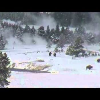 And Finally&#8230; Bigfoot In Yellowstone?