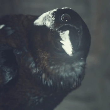Bran's Vision Becomes A Three-Eyed Raven Snow Globe