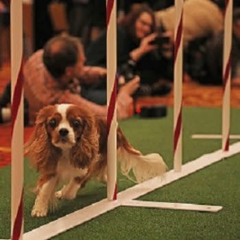 [2018 Westminster Dog Show] Going to the Dogs: Bleeding Cool Live-Blog!