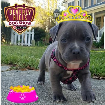 Beverly Hills K-90210: Bleeding Cool's Guide to the 2018 Beverly Hills Dog Show