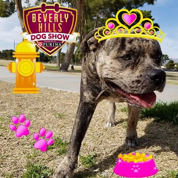 Beverly Hills K-90210: Bleeding Cool's Guide to the 2018 Beverly Hills Dog Show