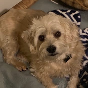 Andy Runton, Creator of Owly, Asking For Some Help With His Dog