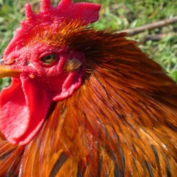 The Daily LITG, 11th June 2019 - It's Chicken Little Time
