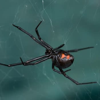 A female Black Widow (Latrodectus hesperus) spider on her sticky web in a dark corner of an Arizona garden. By Maria Jeffs
