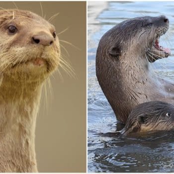 Otter Dynasty: Animale Planet Series is Aquatic Game of Thrones