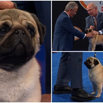 The National Dog Show