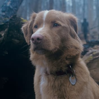 A brown dog with floppy ears and a white stripe on its forehead stands alert in a forest setting. The background features trees and a fallen log, creating a serene woodland atmosphere.