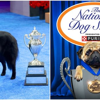 2025 National Dog Show Awards Belgian Sheepdog Soleil Best in Show