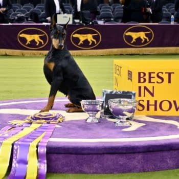 Westminster Dog Show