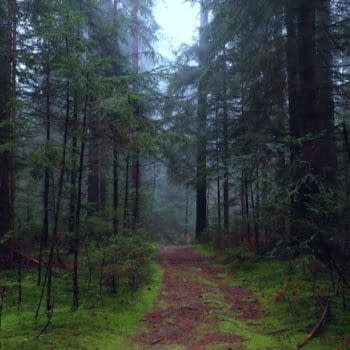 A foggy autumn woodland path winds through tall evergreen trees and mossy ground, creating a calm, fairytale atmosphere.