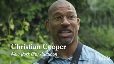 Comics Industry Reaction to... Christian Cooper in Central Park
