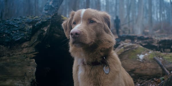A brown dog with floppy ears and a white stripe on its forehead stands alert in a forest setting. The background features trees and a fallen log, creating a serene woodland atmosphere.
