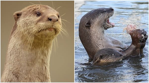 Otter Dynasty: Animale Planet Series is Aquatic Game of Thrones