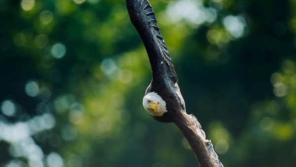 The Americas: NBC's Tom Hanks-Narrated Nature Series Debuts Tonight