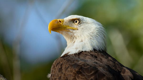 The Americas: NBC's Tom Hanks-Narrated Nature Series Debuts Tonight