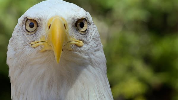 The Americas: NBC's Tom Hanks-Narrated Nature Series Debuts Tonight