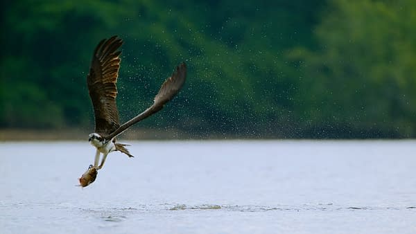 The Americas: NBC's Tom Hanks-Narrated Nature Series Debuts Tonight