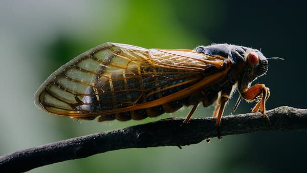 The Americas: NBC's Tom Hanks-Narrated Nature Series Debuts Tonight