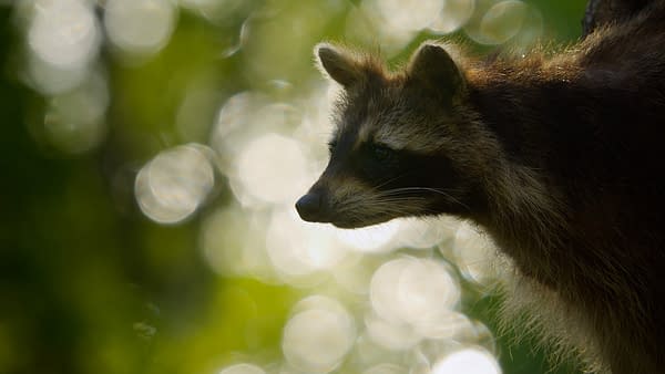 The Americas: NBC's Tom Hanks-Narrated Nature Series Debuts Tonight