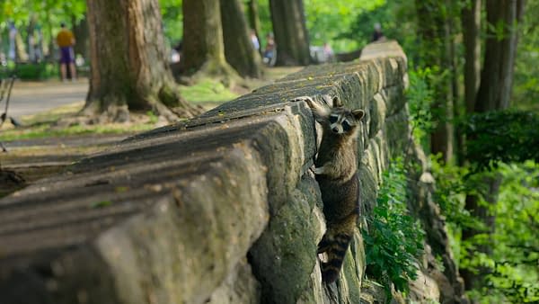 The Americas: NBC's Tom Hanks-Narrated Nature Series Debuts Tonight