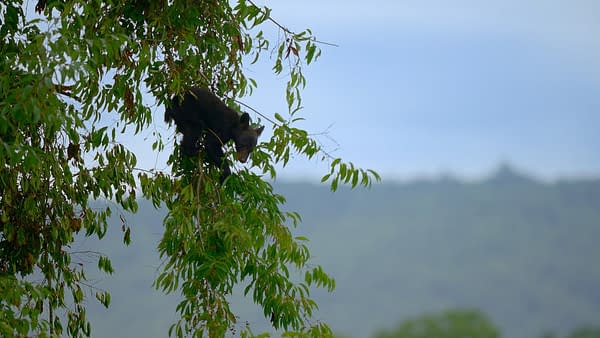 The Americas: NBC's Tom Hanks-Narrated Nature Series Debuts Tonight