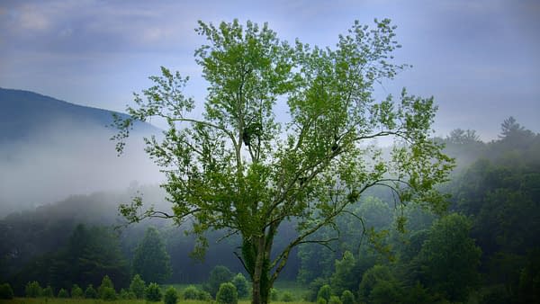 The Americas: NBC's Tom Hanks-Narrated Nature Series Debuts Tonight