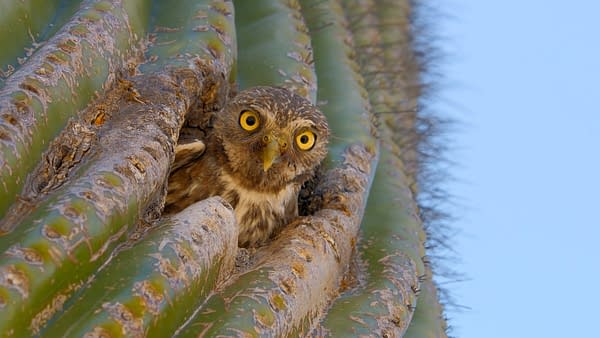 The Americas: NBC's Tom Hanks-Narrated Nature Series Debuts Tonight