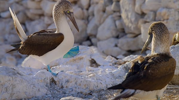 The Americas: NBC's Tom Hanks-Narrated Nature Series Debuts Tonight