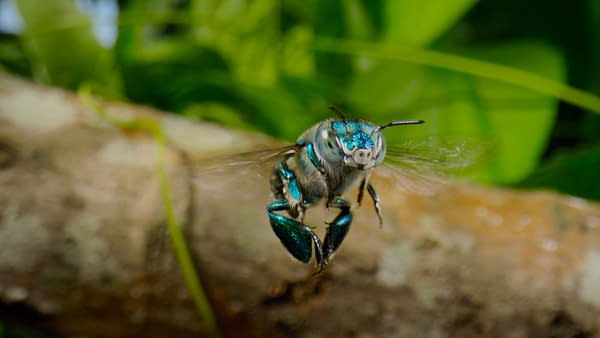 The Americas: NBC's Tom Hanks-Narrated Nature Series Debuts Tonight