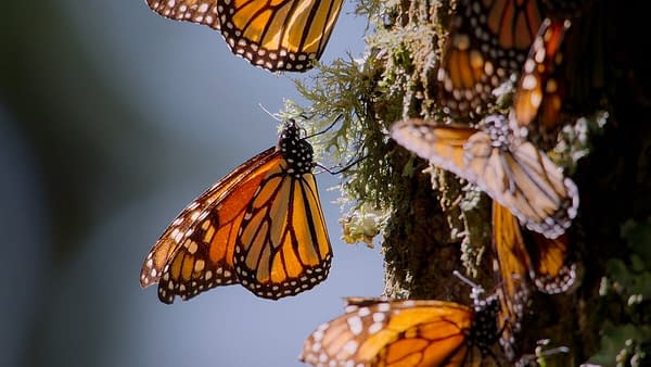 The Americas: NBC's Tom Hanks-Narrated Nature Series Debuts Tonight