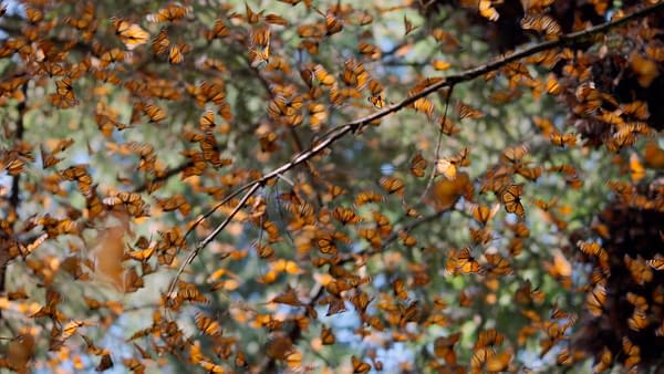 The Americas: NBC's Tom Hanks-Narrated Nature Series Debuts Tonight