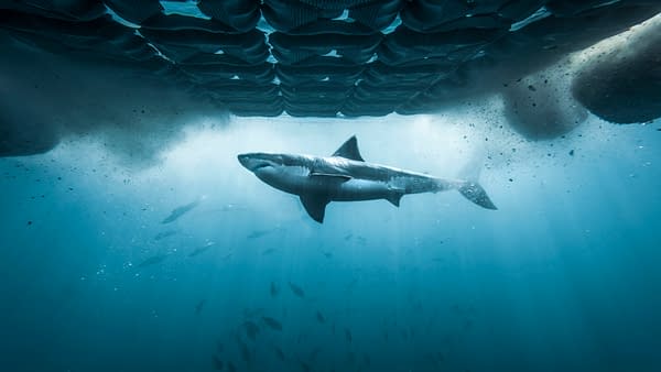 Shark Week