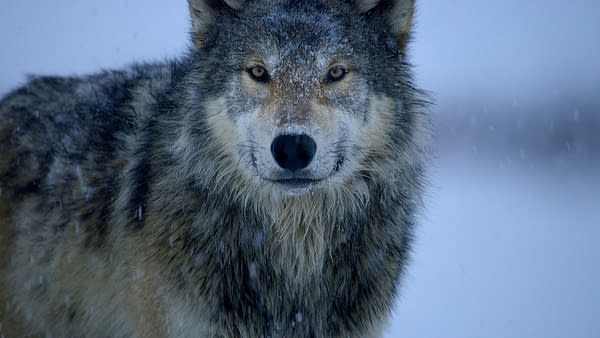 The Americas Returns Tonight! "The Frozen North" & "Mexico" Fun Facts