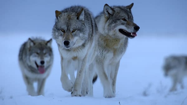 The Americas Returns Tonight! "The Frozen North" & "Mexico" Fun Facts