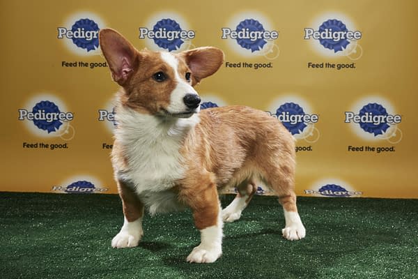 Puppy Bowl XIV: Join Bleeding Cool's Animal Planet Live-Blog Tonight!