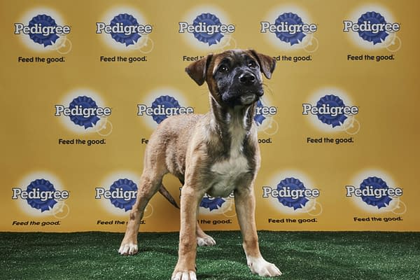 Puppy Bowl XIV: Join Bleeding Cool's Animal Planet Live-Blog Tonight!