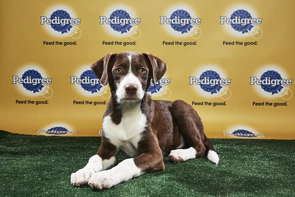 Puppy Bowl XIV: Join Bleeding Cool's Animal Planet Live-Blog Tonight!