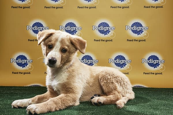 Puppy Bowl XIV: Join Bleeding Cool's Animal Planet Live-Blog Tonight!