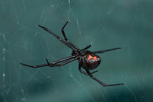 Children Bitten By Black Widow Spiders, Trying to Become Spider-Man. 