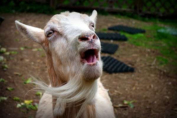 Singing Goat, photo by Veronika A / Shutterstock.com.