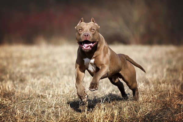 American Pit Bull Terrier dog, photo by Ivanova N / Shutterstock.com (probably not the same one that wrestled Aubrey Sitterson)