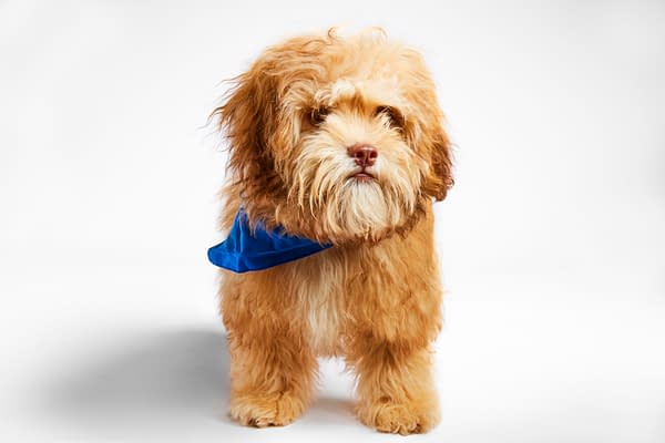 Puppy Bowl XX Trailer/Images: Check Out Team Ruff &#038; Team Fluff!