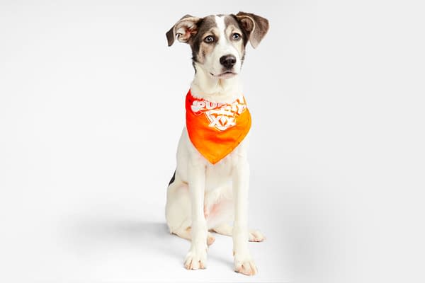 Puppy Bowl XX Viewing Guide: How to Watch Team Ruff vs Team Fluff