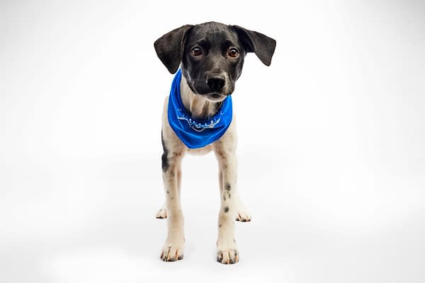 Puppy Bowl