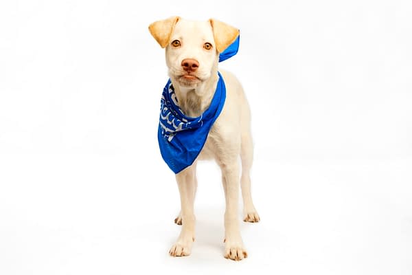 Puppy Bowl