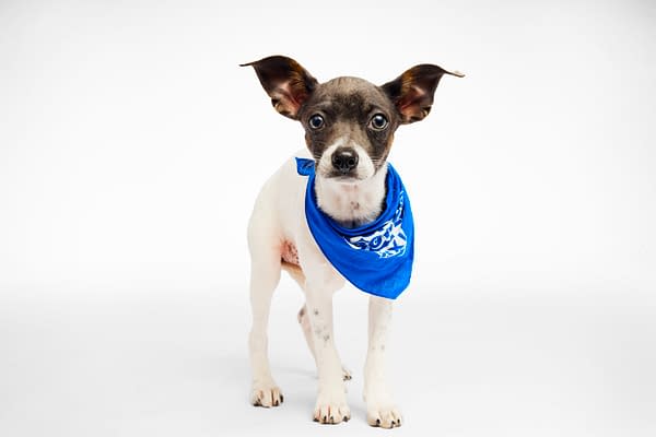Puppy Bowl
