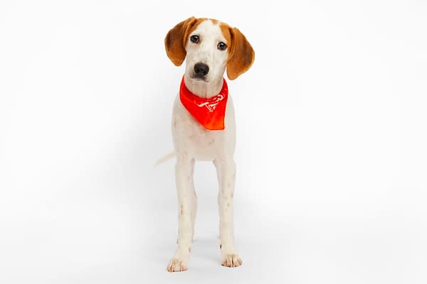 Puppy Bowl