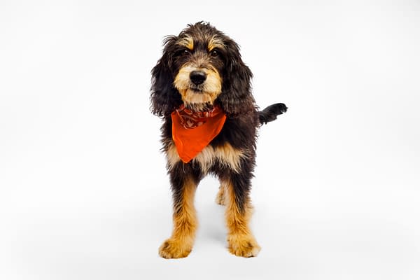 Puppy Bowl
