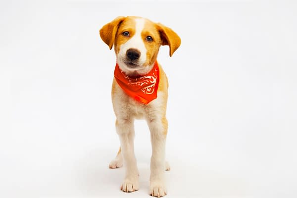 Puppy Bowl